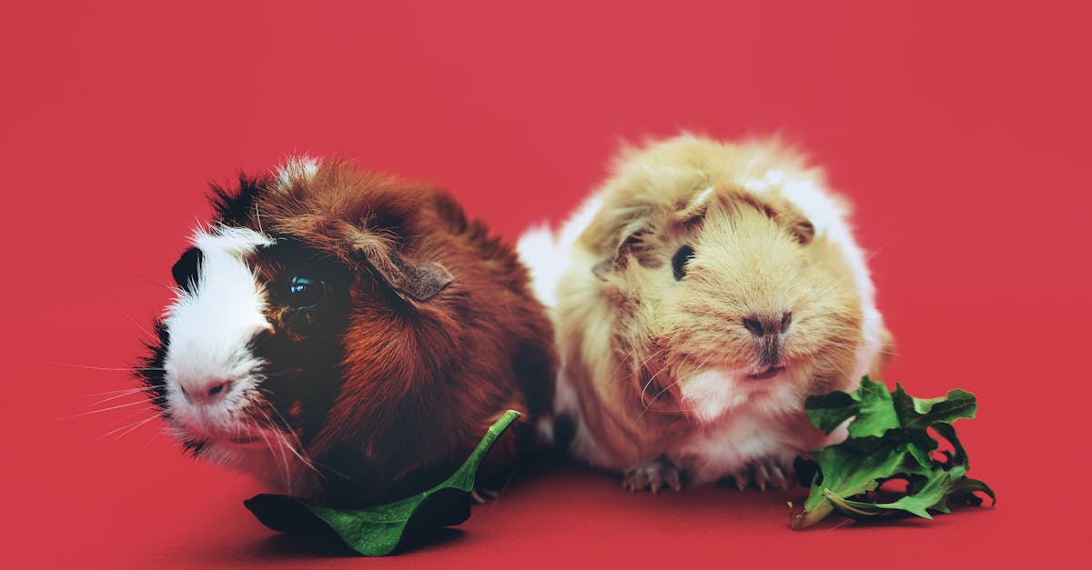entdecken sie die besten tipps zur haustierpflege, ernährung und gesundheit. erfahren sie alles über verschiedene tierarten und wie sie ihr haustier glücklich und gesund halten können.