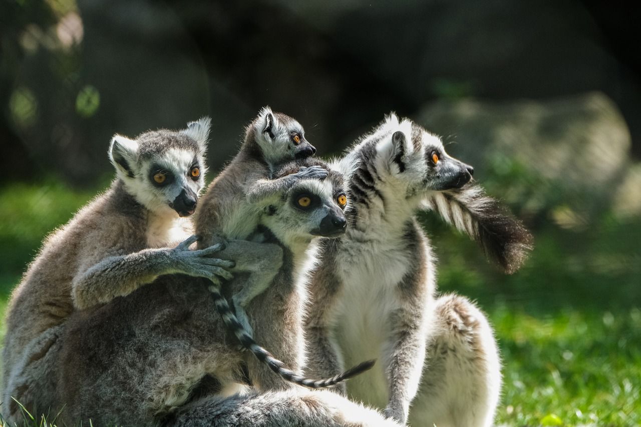 entdecken sie die besten sportgruppen in ihrer nähe! egal ob sie an team- oder individualsportarten interessiert sind, finden sie hier eine vielzahl von möglichkeiten, um aktiv zu bleiben und neue freunde zu gewinnen.