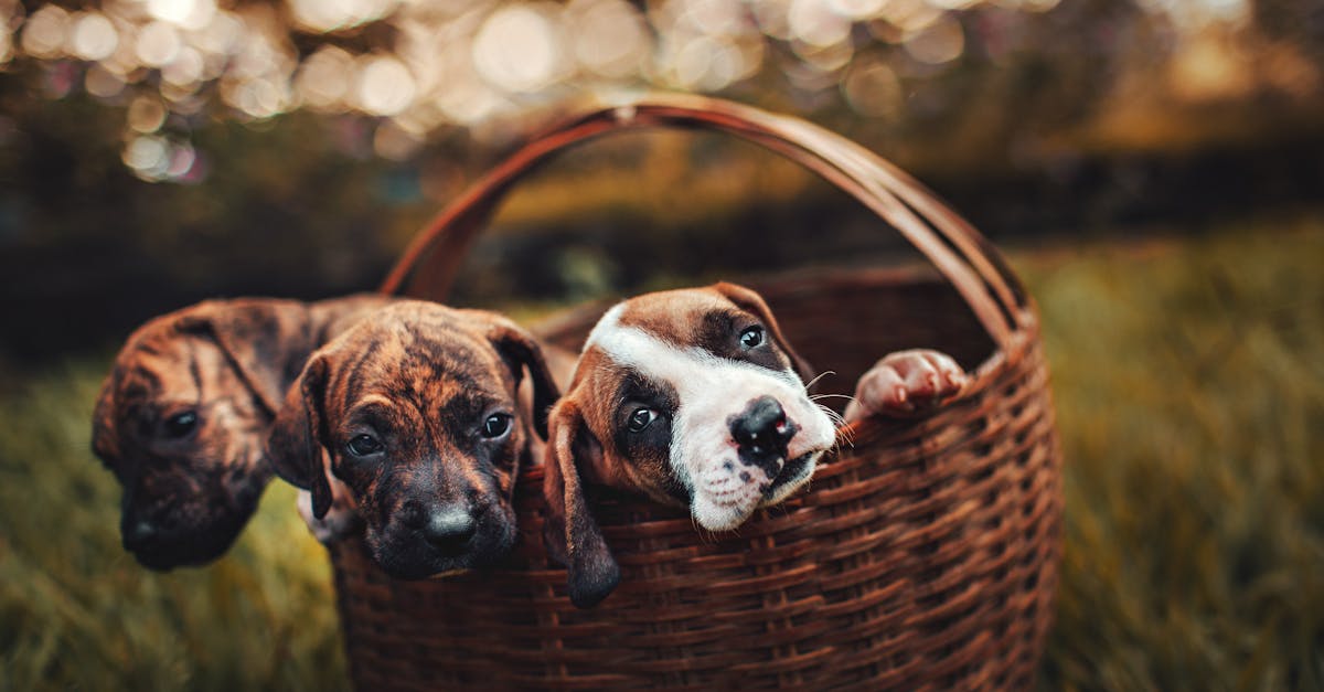 entdecken sie alles über haustiere: tipps zur pflege, ernährung und gesundheit ihrer geliebten tiere. informieren sie sich über verschiedene arten von haustieren und wie man ihnen ein glückliches leben bietet.