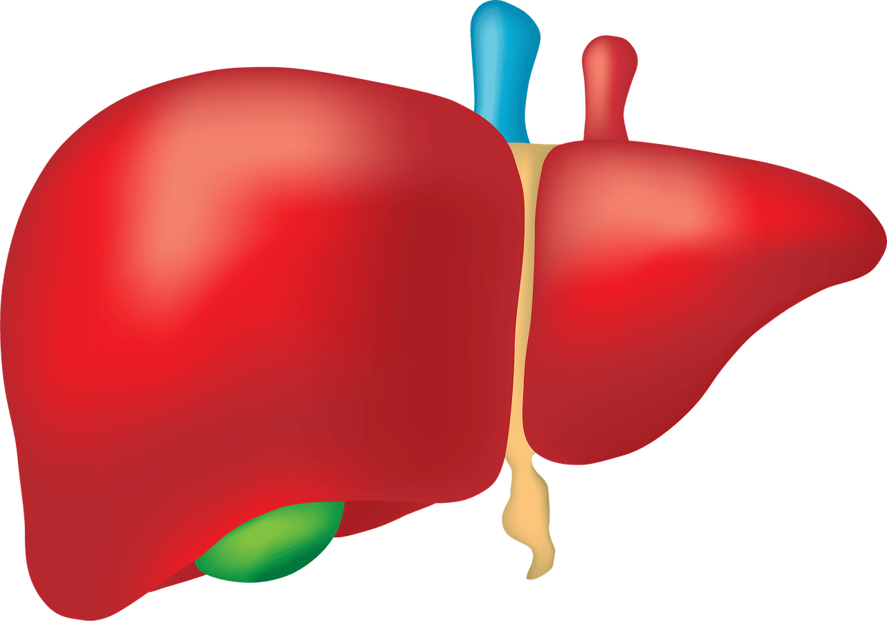 erfahren sie, wie sie ihre lebergesundheit fördern und schützen können – tipps zur ernährung, lebensstil und vorbeugung von lebererkrankungen.