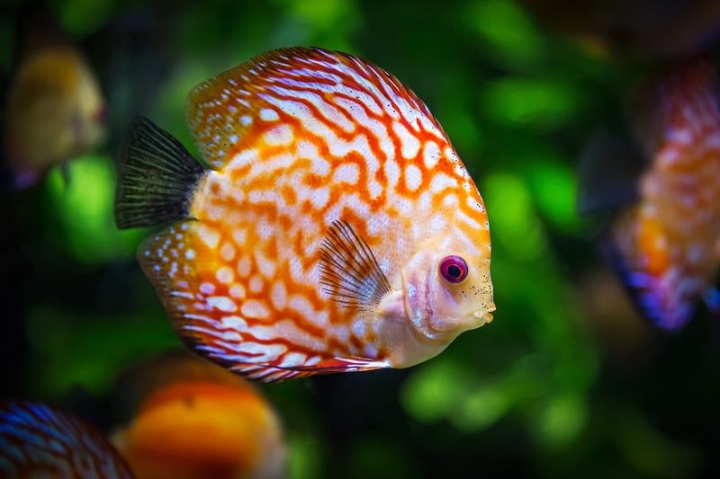 Tipps für die Zubereitung von Fisch