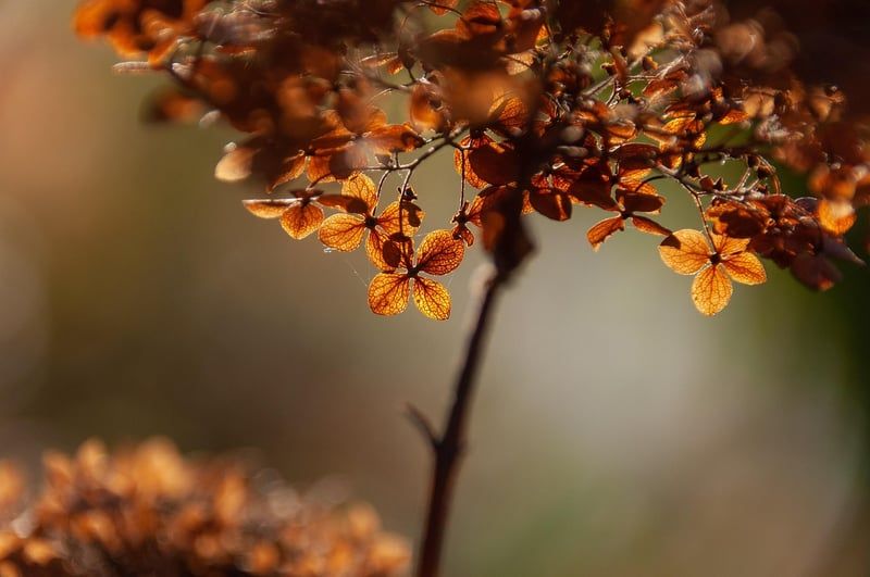 Die Vorteile der Natur für die mentale Gesundheit