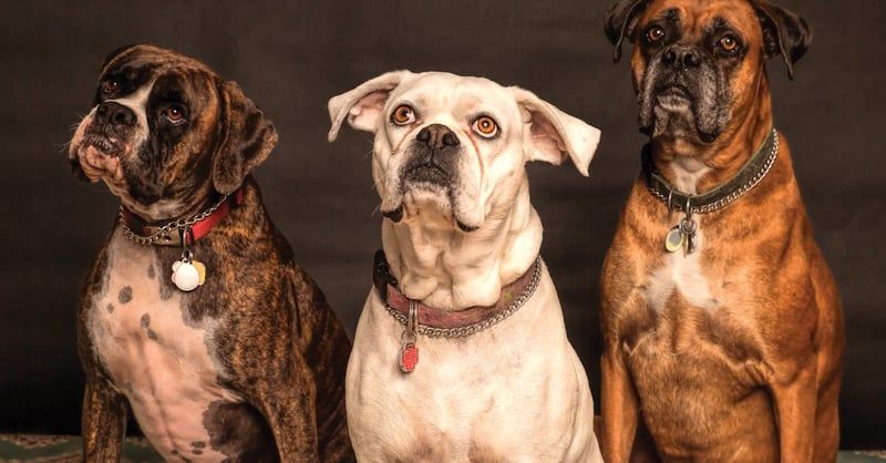 Hundeausbildung: Effektive Methoden für die Erziehung Ihres Hundes
