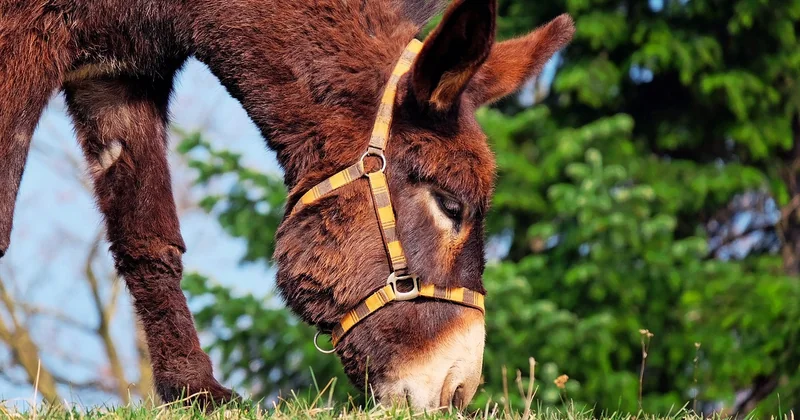 Was eine Mule eigentlich ist — und woher sie kommt