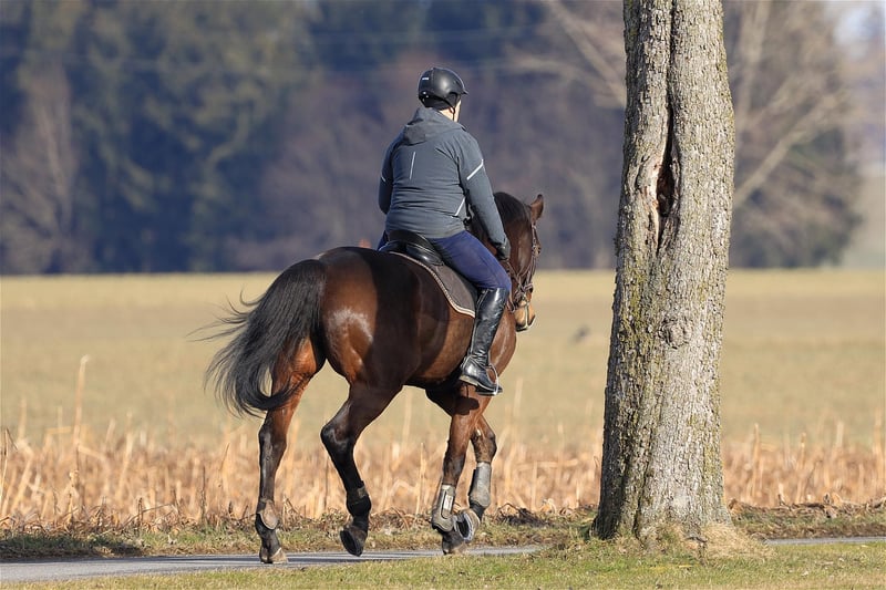 Reiten als entspannendes hobby für tierfreunde