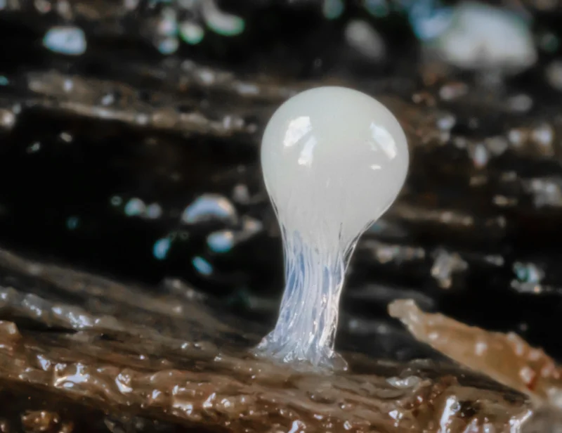 Fluffy Slime selber machen: Die ultimative Anleitung