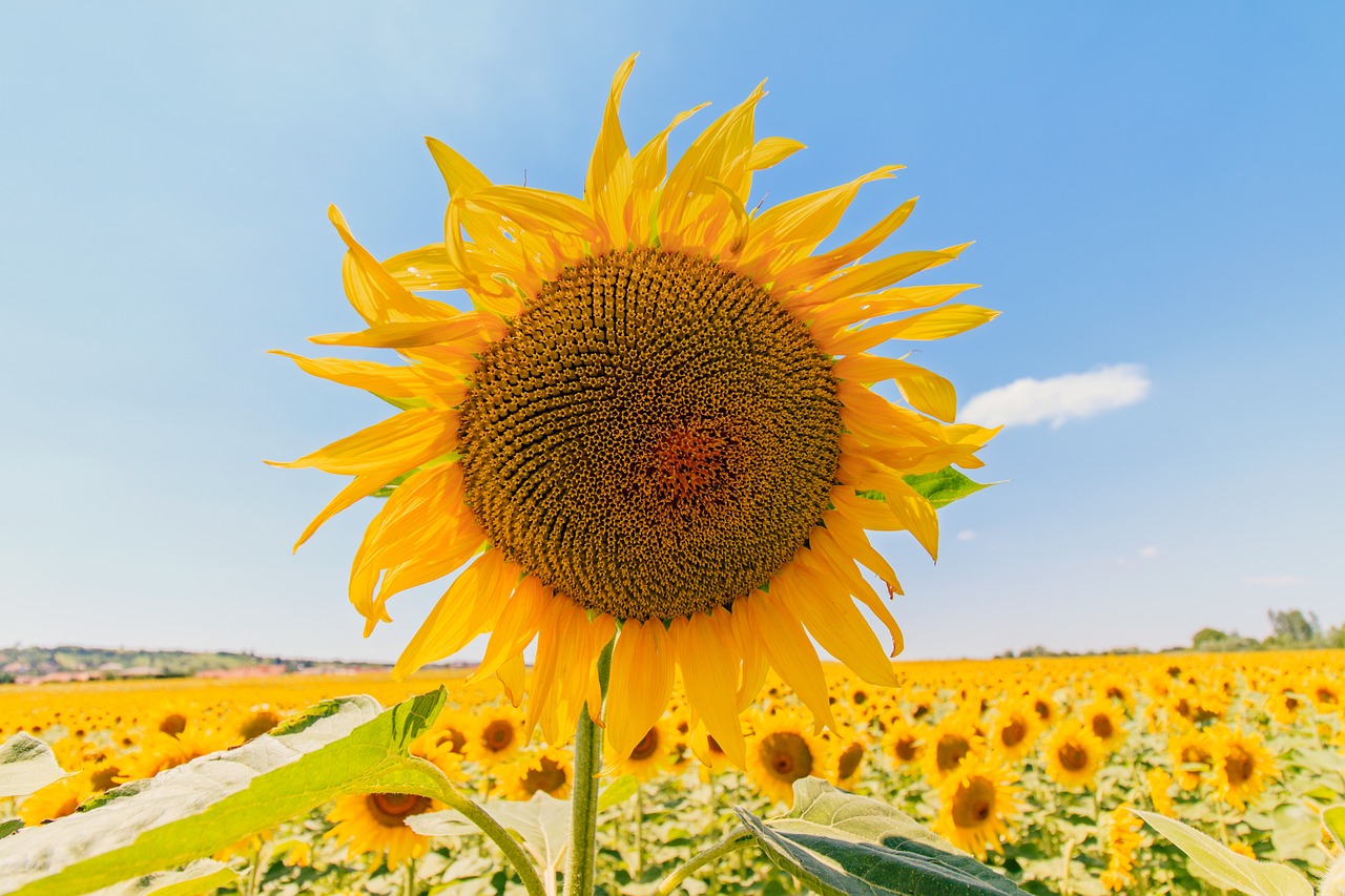 Das Sonnenblumen-Symbol erobert immer mehr deutsche Flughäfen