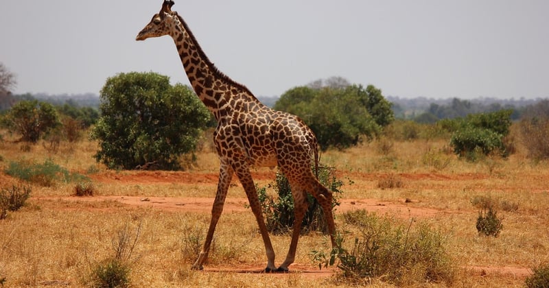 Tsavo Nationalpark: Der ultimative Guide für deine Safari