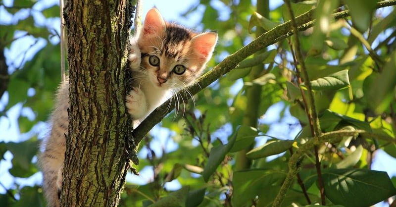 Katze als Haustier: Vorteile und Pflege für Ihre Samtpfote