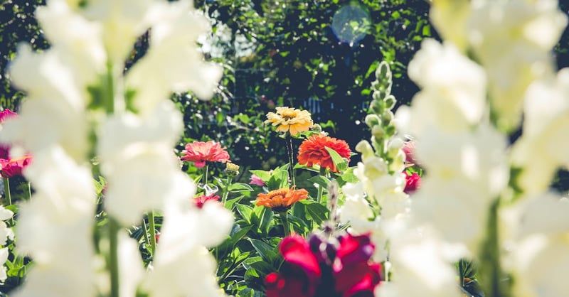 Gartenarbeit: Tipps für ein gesundes und blühendes Grün