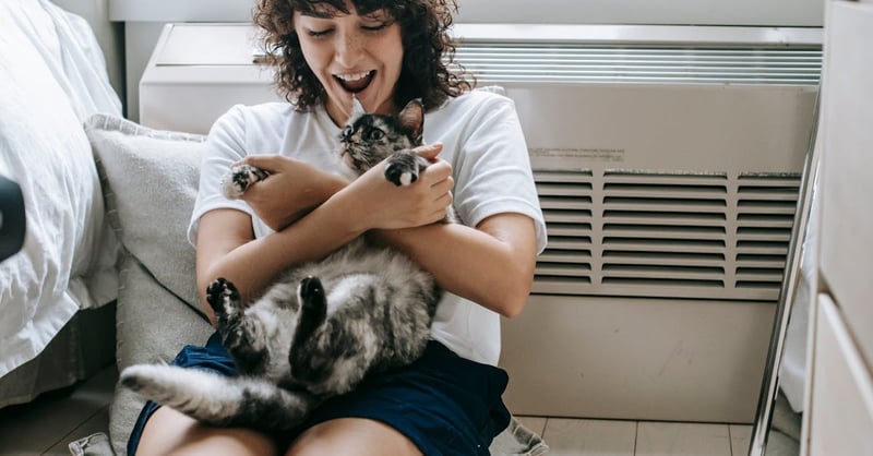 Katze: Tipps zur artgerechten Haltung und Pflege
