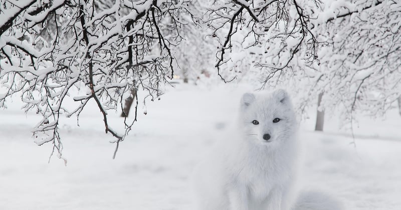 Polarfuchs: Überlebenskünstler der Arktis im Porträt