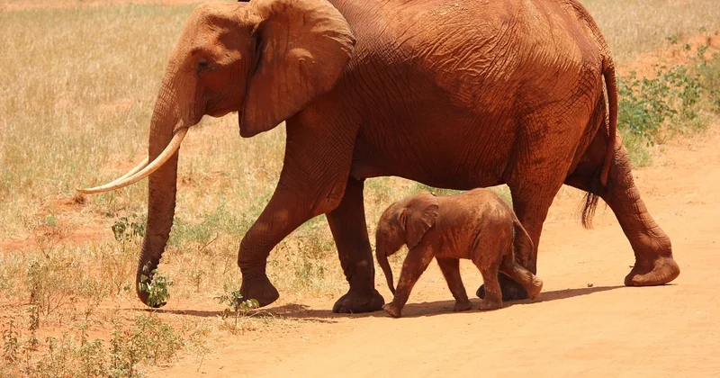 Tsavo Nationalpark Eintritt: was Sie wirklich zahlen
