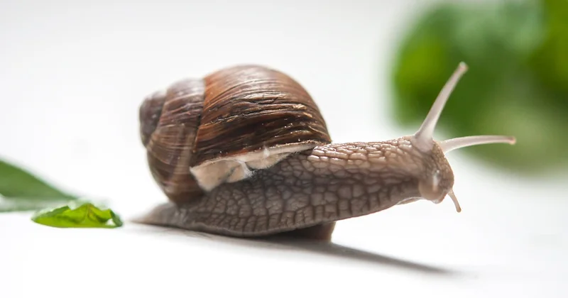Welche Größe das richtige WPC Gartenhaus für Sie ist