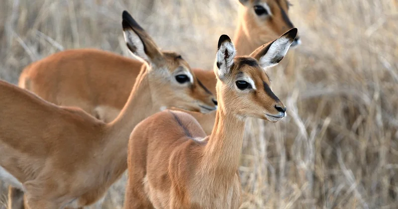 Tsavo Nationalpark beste Reisezeit: meine Empfehlung