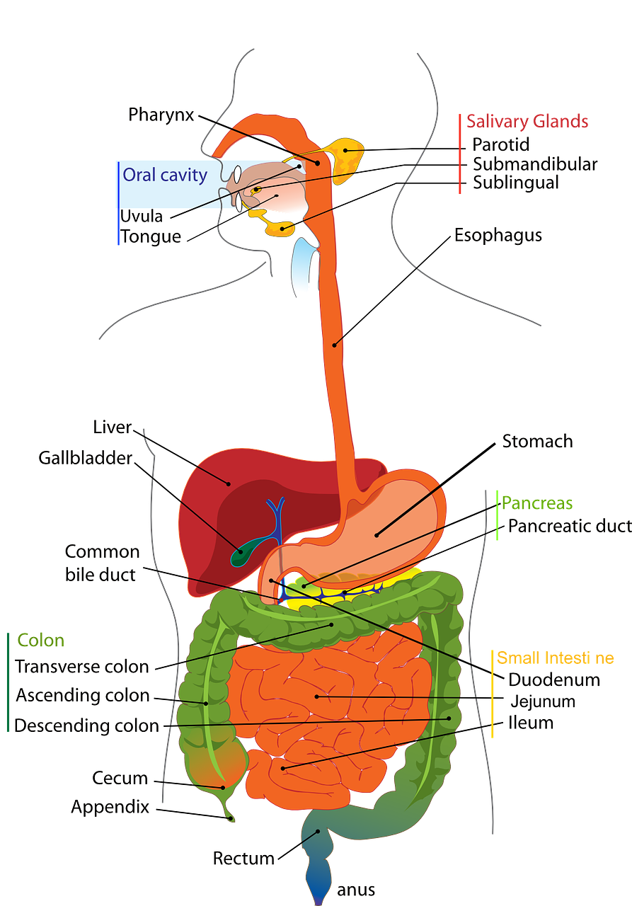 entdecken sie die bedeutung und die gesundheitlichen vorteile der leber, einem lebenswichtigen organ für unseren körper. erfahren sie mehr über funktionen, erkrankungen und tipps für eine gesunde leber.