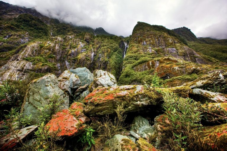 entdecken sie die faszinierende welt des regenwaldes, einem einzigartigen ökosystem voller biodiversität. erfahren sie mehr über seine bedeutung für das klima, die artenvielfalt und die indigenen kulturen, die in harmonie mit der natur leben.