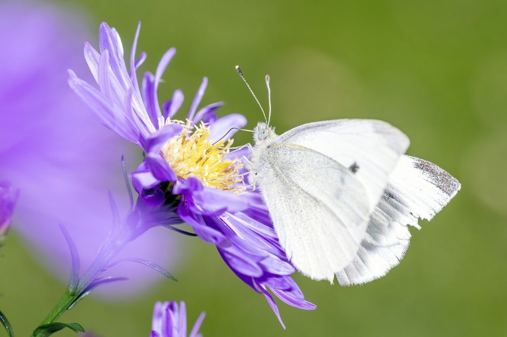 steigern sie ihr umweltbewusstsein mit unseren tipps und informationen. lernen sie, wie sie nachhaltig leben, die natur schützen und ihren ökologischen fußabdruck reduzieren können.