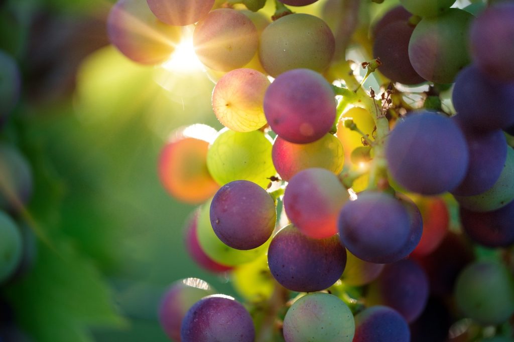 entdecken sie die vorteile von bio-lebensmitteln! unsere auswahl an organisch angebauten nahrungsmitteln fördert eine gesunde ernährung und schonende landwirtschaft. erleben sie unverfälssten geschmack und hohe qualität in jedem bissen.