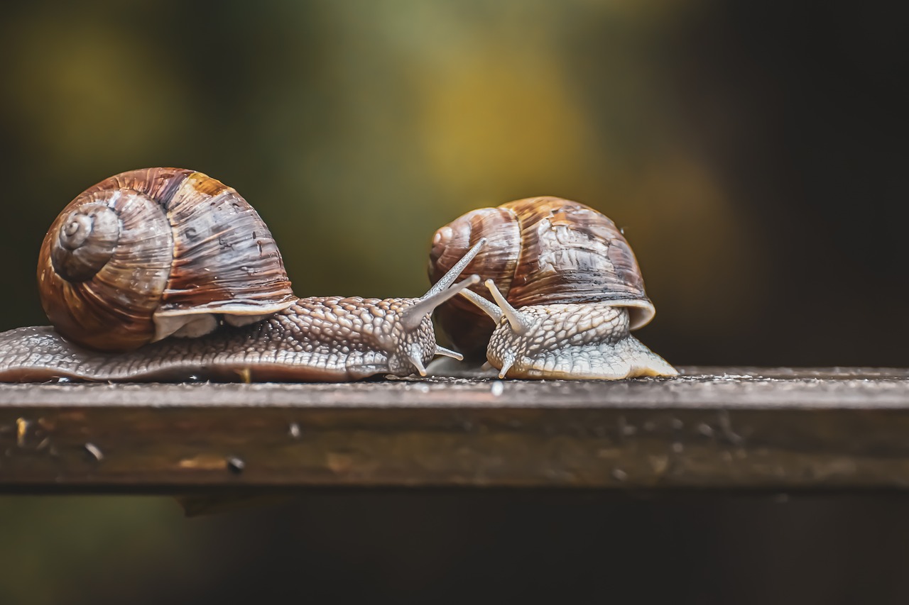 entdecken sie die welt von slow food: eine bewegung für bewusste ernährung, nachhaltige landwirtschaft und lokale produkte. genießen sie köstliche, handwerklich hergestellte speisen und unterstützen sie gleichzeitig regionale bauern und die umwelt.