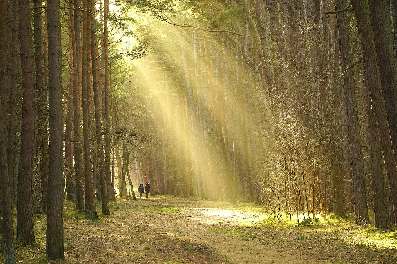 entdecken sie die besten wanderwege für unvergessliche erlebnisse in der natur. genießen sie atemberaubende landschaften, abwechslungsreiche routen und tipps für unvergessliche wanderungen.