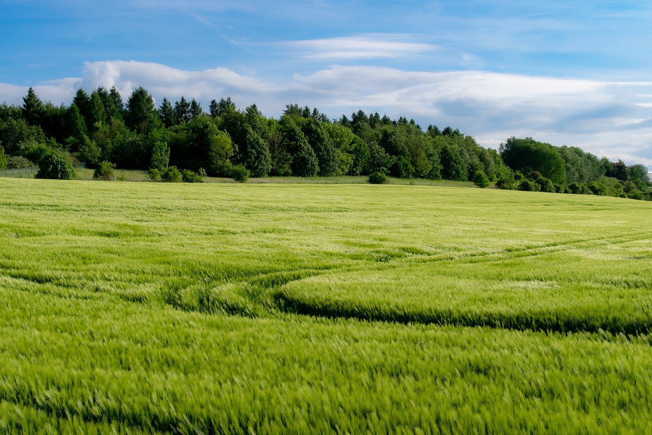 entdecken sie die kunst des kräuteranbaus! erfahren sie, wie sie ihre eigenen frischen kräuter zu hause anbauen können, von den besten anbautechniken bis hin zu den idealen bedingungen für ein üppiges wachstum.