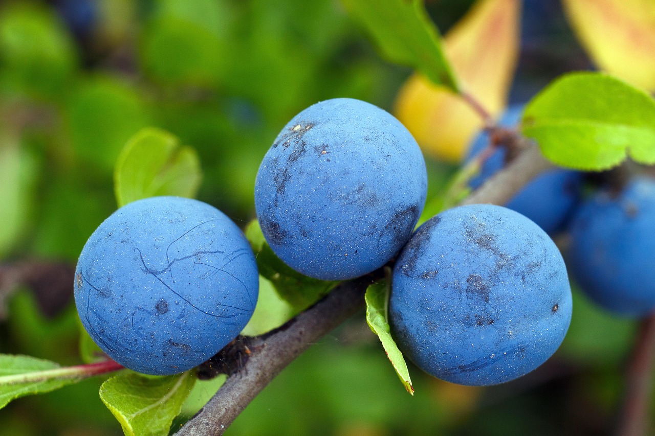 entdecken sie die vielfalt der beeren! von saftigen erdbeeren bis hin zu ernährungsreichen heidelbeeren – unsere auswahl an frischen, gesunden beeren begeistert jeden feinschmecker. erfahren sie alles über die gesundheitlichen vorteile und köstlichen rezeptideen!