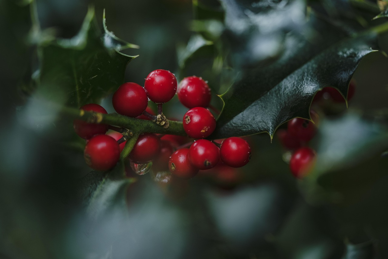 entdecken sie die vielfältige welt der beeren! von saftigen erdbeeren über süße himbeeren bis hin zu gesunden heidelbeeren – erfahren sie alles über die nährstoffe, die zubereitung und die verschiedenen sorten, die ihr gerichtsrepertoire bereichern werden.