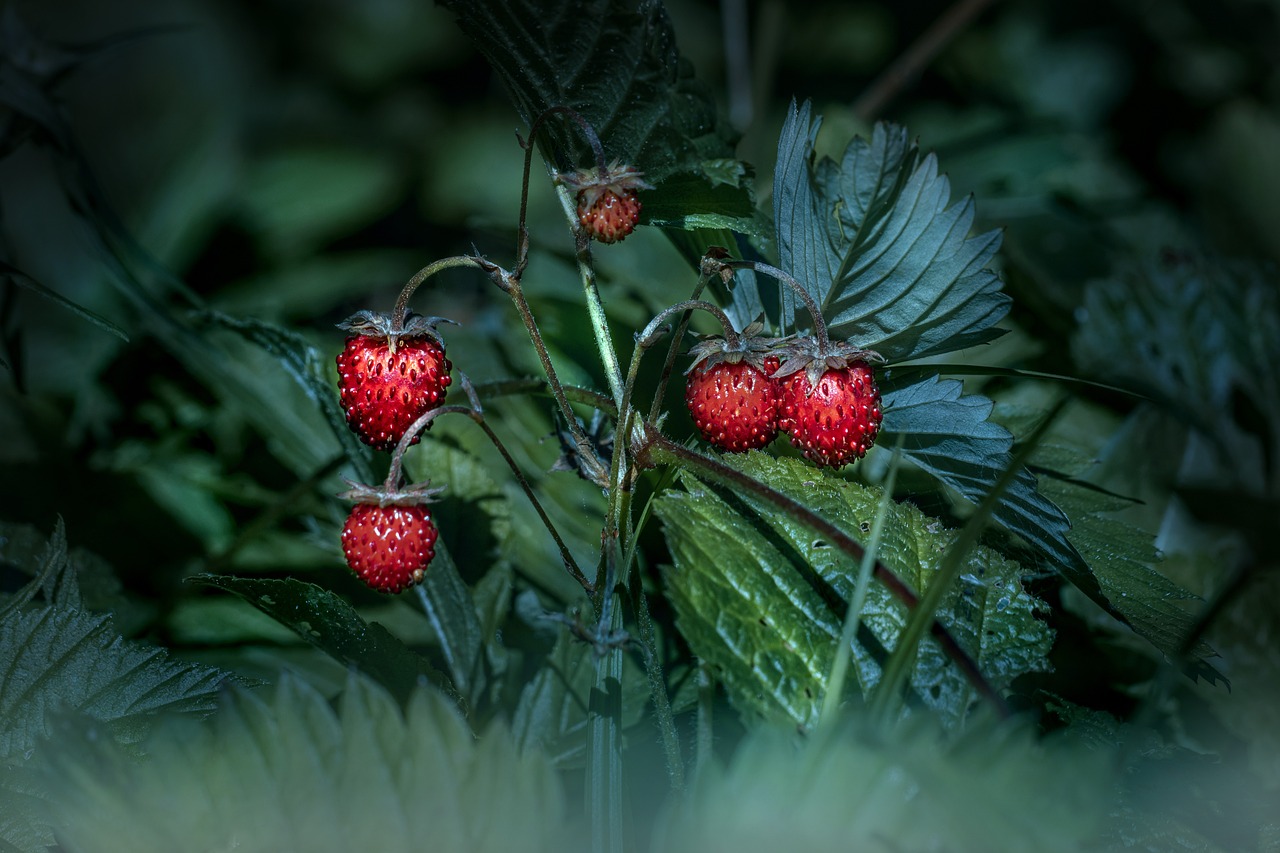 entdecken sie die faszinierende welt der beeren! erfahren sie mehr über ihre gesundheitlichen vorteile, verschiedene sorten und köstliche rezepte, die ihre geschmacksknospen verzaubern werden.