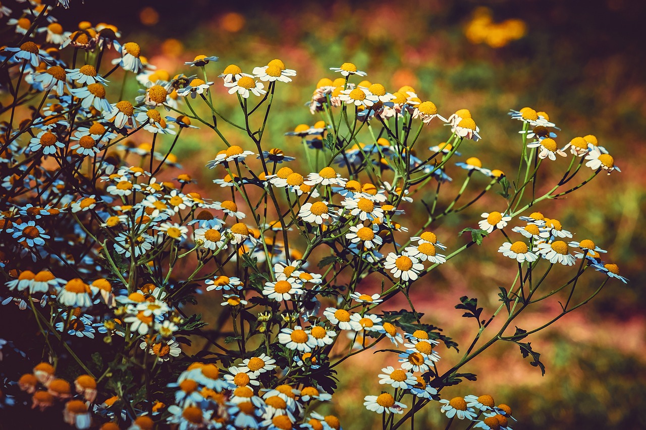 entdecken sie die kunst des kräuteranbaus! erfahren sie alles über die besten methoden, anbauzeiten und pflegetechniken, um frische, aromatische kräuter in ihrem eigenen garten anzubauen.