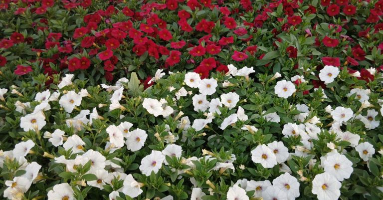 entdecken sie kreative und inspirierende ideen für garten-design, die ihren außenbereich in eine grüne oase verwandeln. egal ob modern, klassisch oder natürlich – gestalten sie ihren traumgarten!