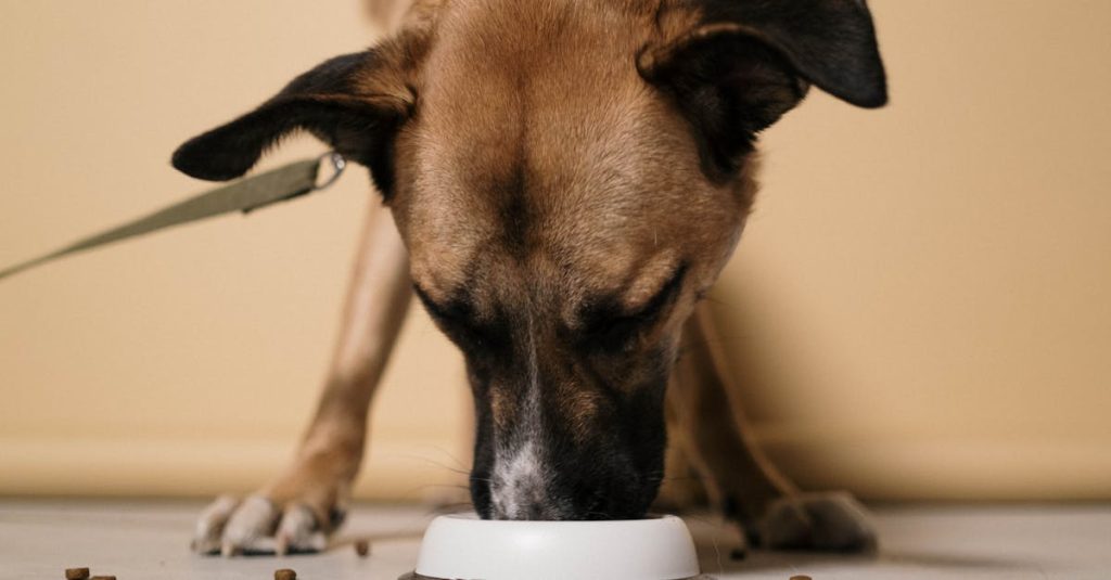 entdecken sie effektive methoden und tipps für das hundetraining. verbessern sie das verhalten ihres hundes und stärken sie die bindung zu ihm durch professionelle trainingsansätze.