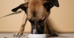 entdecken sie effektive methoden und tipps für das hundetraining. verbessern sie das verhalten ihres hundes und stärken sie die bindung zu ihm durch professionelle trainingsansätze.