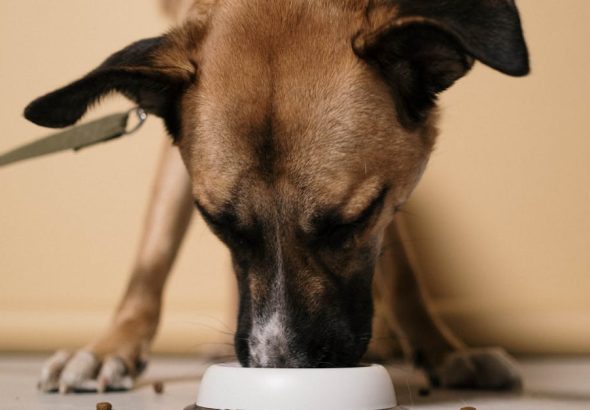 entdecken sie effektive methoden und tipps für das hundetraining. verbessern sie das verhalten ihres hundes und stärken sie die bindung zu ihm durch professionelle trainingsansätze.