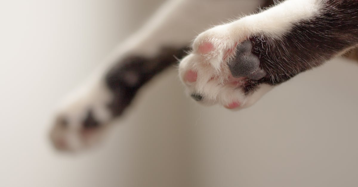 entdecken sie die besten tipps und ratschläge zur katzenpflege. erfahren sie, wie sie das wohlbefinden ihrer katze fördern, ihre gesundheit erhalten und die bindung zu ihrem pelzigen freund stärken können.