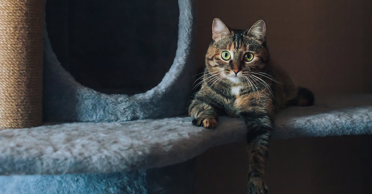 entdecken sie umfassende tipps zur katzensorge! von der richtigen ernährung über die hygiene bis hin zu spielideen – sorgen sie für das wohlbefinden ihrer katze.