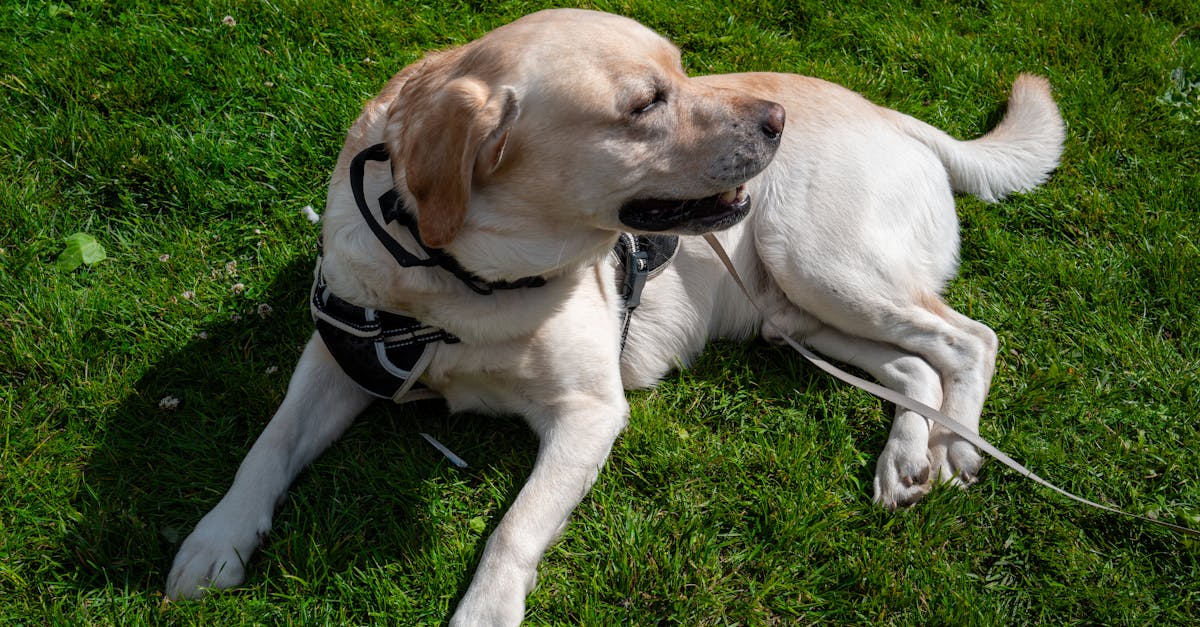 entdecken sie effektive methoden und techniken für das hundetraining. verbessern sie das verhalten ihres hundes, stärken sie die bindung und fördern sie das lernen in einer positiven umgebung.