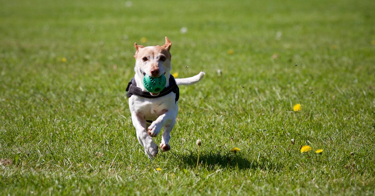 professionelles hundetraining: entdecken sie effektive methoden und tipps, um das verhalten ihres hundes zu verbessern und eine starke bindung aufzubauen.
