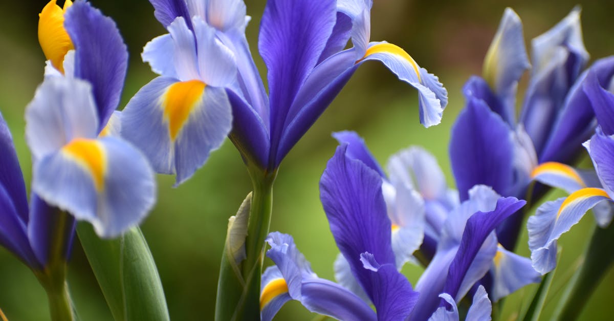 entdecken sie inspirierende gartenideen und kreative designs für ihren außenbereich. gestalten sie ihren perfekten garten mit praktischen tipps und nachhaltigen lösungen.