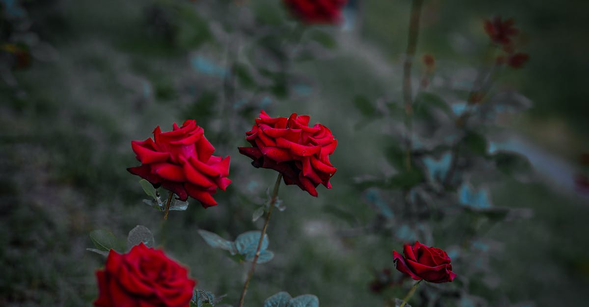 entdecken sie inspirierende gartenideen und kreative designs für ihren außenbereich. gestalten sie ihren garten zu einem einzigartigen rückzugsort mit tipps und tricks von experten.