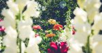 entdecken sie die welt des gärtnerns mit praktischen tipps, inspirierenden ideen und anleitungen für ihren eigenen garten. lassen sie ihrer kreativität freien lauf und gestalten sie eine blühende oase!