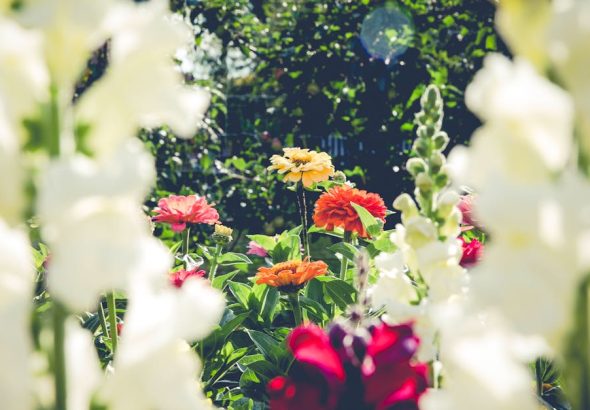 entdecken sie die welt des gärtnerns mit praktischen tipps, inspirierenden ideen und anleitungen für ihren eigenen garten. lassen sie ihrer kreativität freien lauf und gestalten sie eine blühende oase!