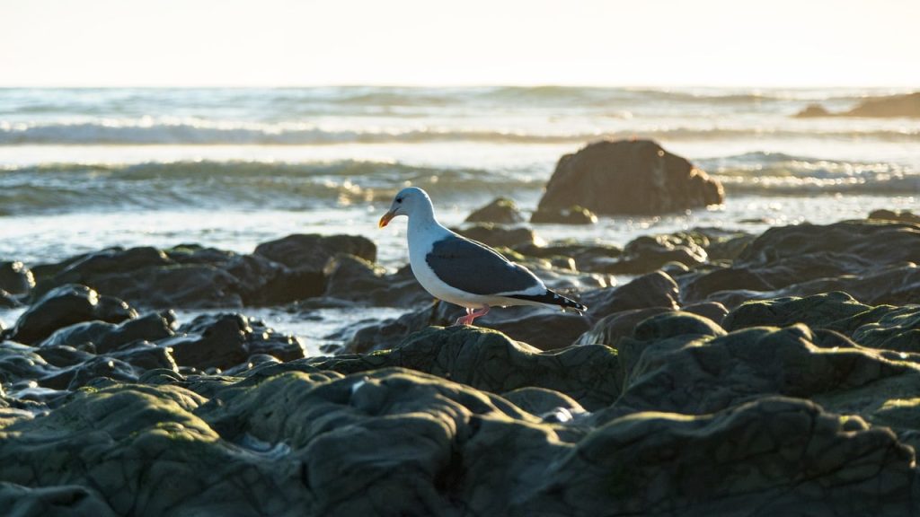 entdecken sie die sonnige kalifornien – ein traumziel voller atemberaubender strände, schöner landschaften und aufregender städte wie los angeles und san francisco. erleben sie die kultur, das essen und die abenteuer im goldenen staat!