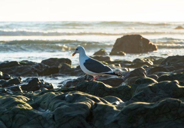 entdecken sie die sonnige kalifornien – ein traumziel voller atemberaubender strände, schöner landschaften und aufregender städte wie los angeles und san francisco. erleben sie die kultur, das essen und die abenteuer im goldenen staat!