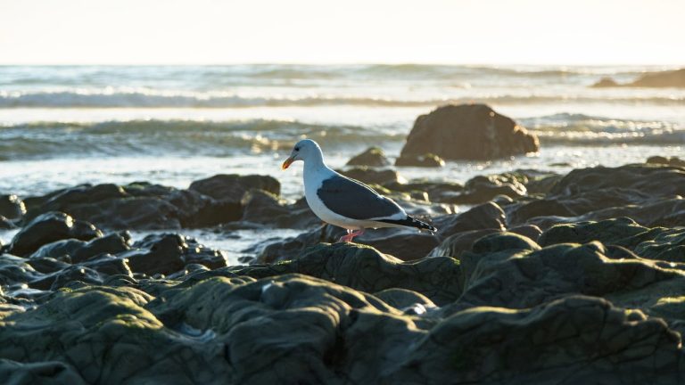 entdecken sie die sonnige kalifornien – ein traumziel voller atemberaubender strände, schöner landschaften und aufregender städte wie los angeles und san francisco. erleben sie die kultur, das essen und die abenteuer im goldenen staat!