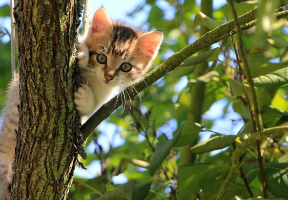 entdecken sie die faszinierende welt der katzen! von ihrer pflege über das verständnis ihres verhaltens bis hin zu lustigen fakten – hier finden sie alles, was sie über ihre pelzigen freunde wissen müssen.