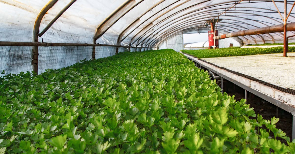 erleben sie die zukunft der agrartechnologie mit innovativen lösungen, die effizienz und nachhaltigkeit in der landwirtschaft fördern. entdecken sie technologien, die den anbau revolutionieren und die erträge steigern.