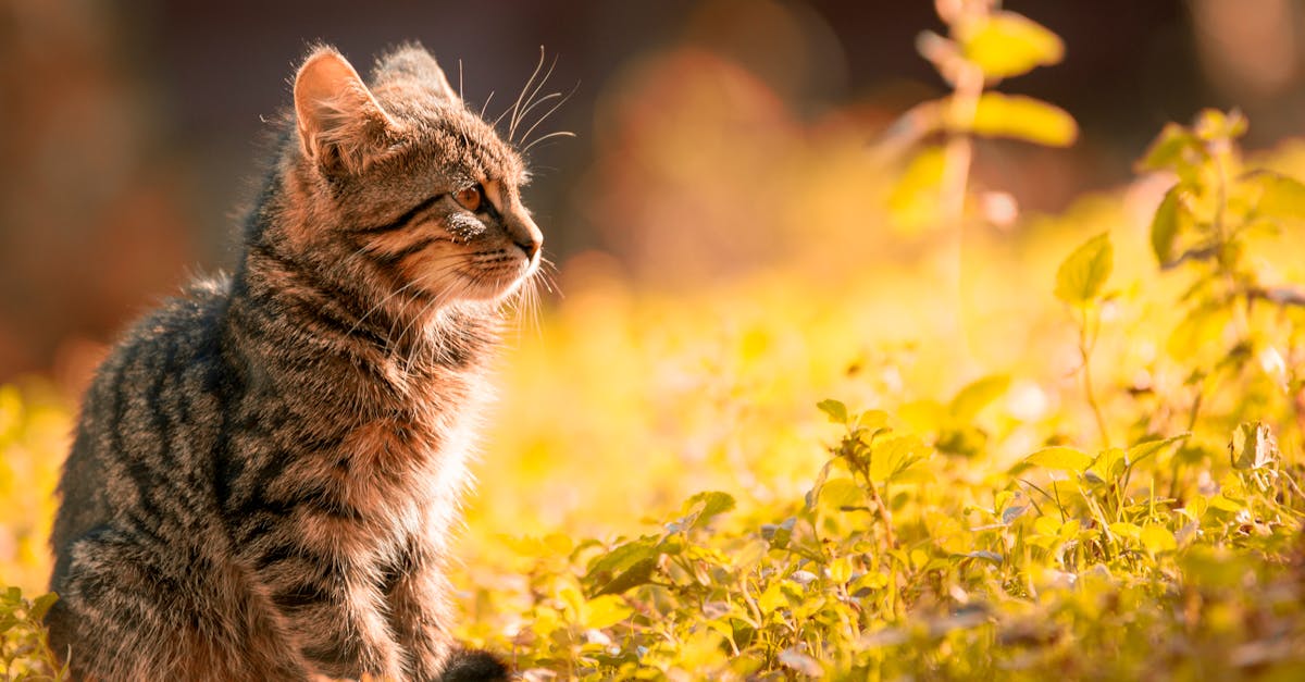 entdecken sie die faszinierende welt der katzen! von verschiedenen rassen über pflege-tipps bis hin zu verhaltensweisen – hier finden sie alles, was sie über ihre samtpfote wissen müssen.