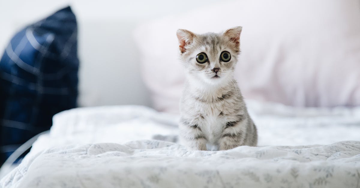 entdecken sie die faszinierende welt der katzen! erfahren sie alles über ihre pflege, ernährung und faszinierenden verhaltensweisen. werden sie zum experten für ihre feline begleiter.