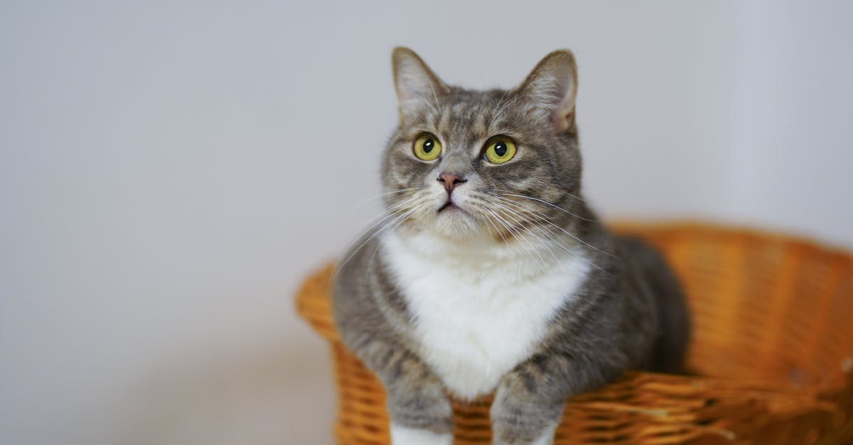 entdecken sie die faszinierende welt der katzen! von ihrer geschichte und rassevielfalt bis zu pflege und verhalten – alles, was sie über die süßesten haustiere wissen müssen.